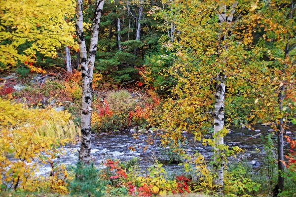 Autumn Birch Trees by Deb Oppermann